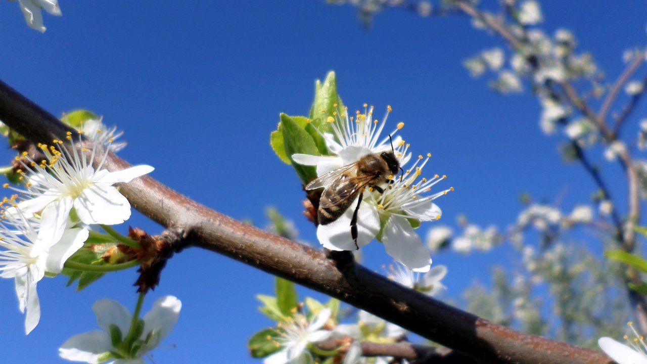 Обои небо, ветка, цветение, насекомое, весна, пчела, слива, the sky, branch, flowering, insect, spring, bee, drain разрешение 4096x3072 Загрузить