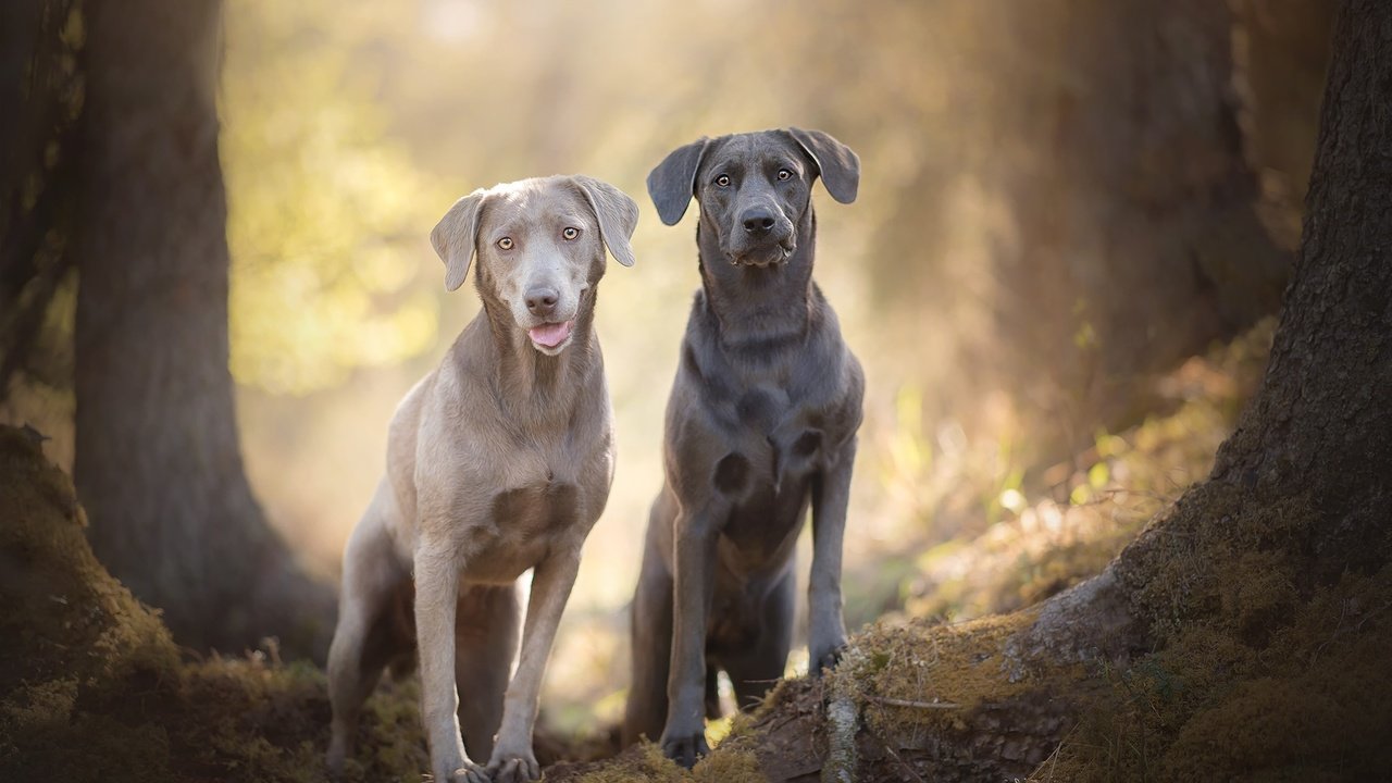 Обои мордочка, взгляд, лабрадор, собаки, боке, silver labradors, muzzle, look, labrador, dogs, bokeh разрешение 2048x1367 Загрузить