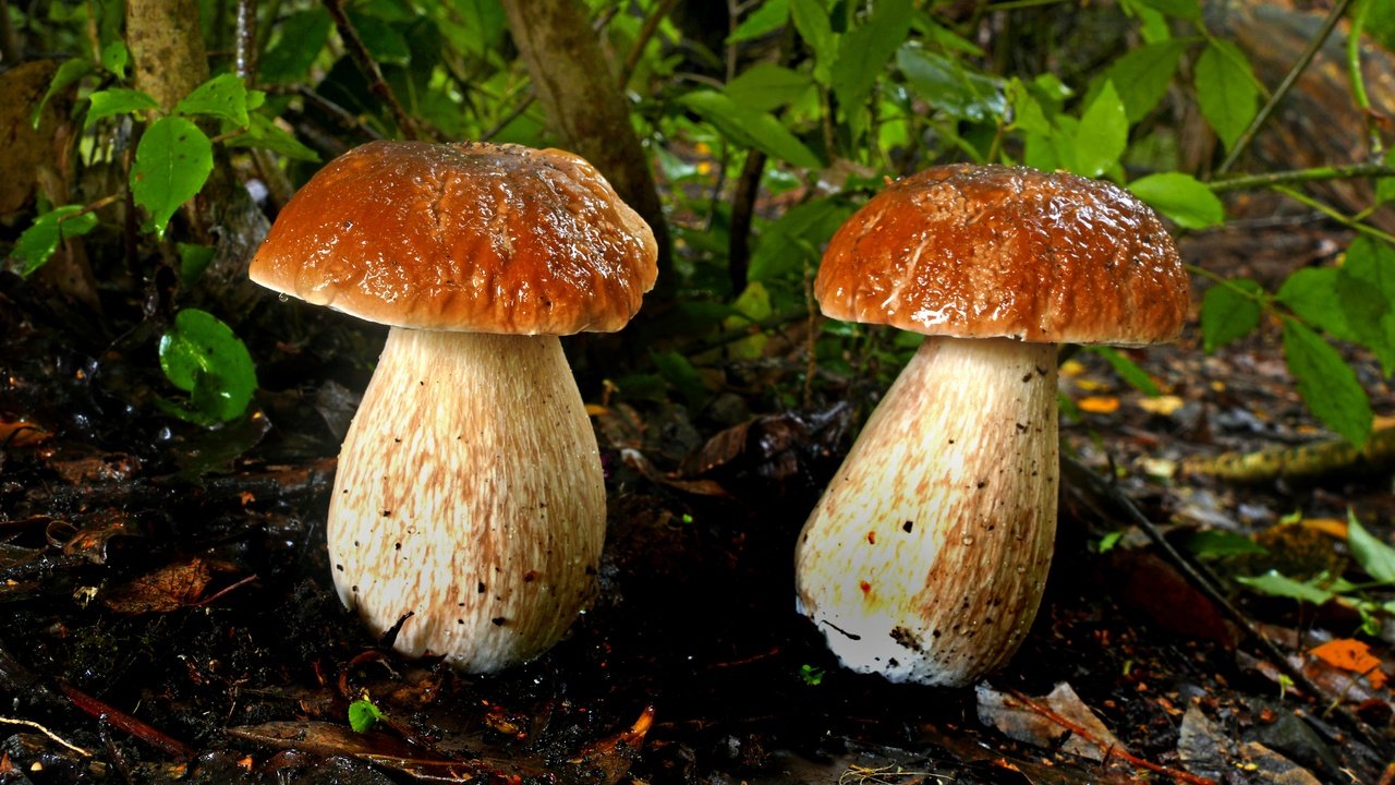 Обои листья, грибы, парочка, боровики, leaves, mushrooms, a couple разрешение 4610x2912 Загрузить