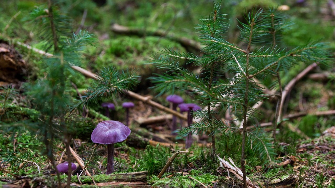 Обои природа, хвоя, макро, грибы, елки, растение, nature, needles, macro, mushrooms, tree, plant разрешение 5184x3456 Загрузить