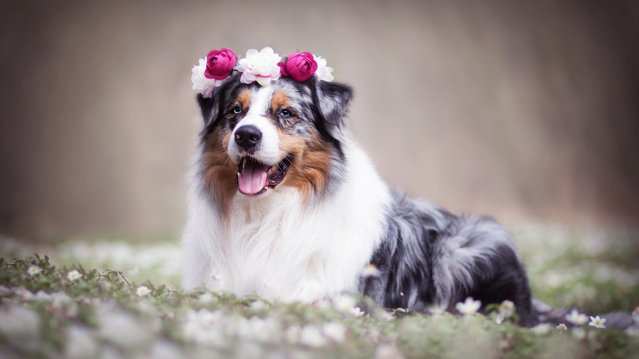Обои цветы, собака, венок, боке, австралийская овчарка, аусси, flowers, dog, wreath, bokeh, australian shepherd, aussie разрешение 2048x1365 Загрузить