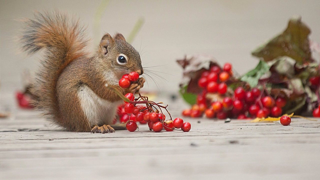 Обои ягоды, животное, белка, калина, грызун, berries, animal, protein, kalina, rodent разрешение 2048x1152 Загрузить