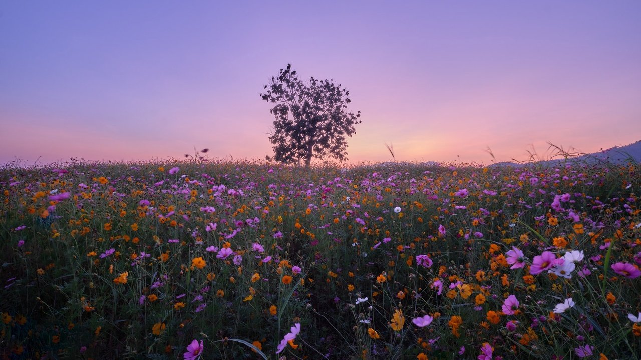 Обои цветы, дерево, луг, тайланд, космея, flowers, tree, meadow, thailand, kosmeya разрешение 2048x1365 Загрузить