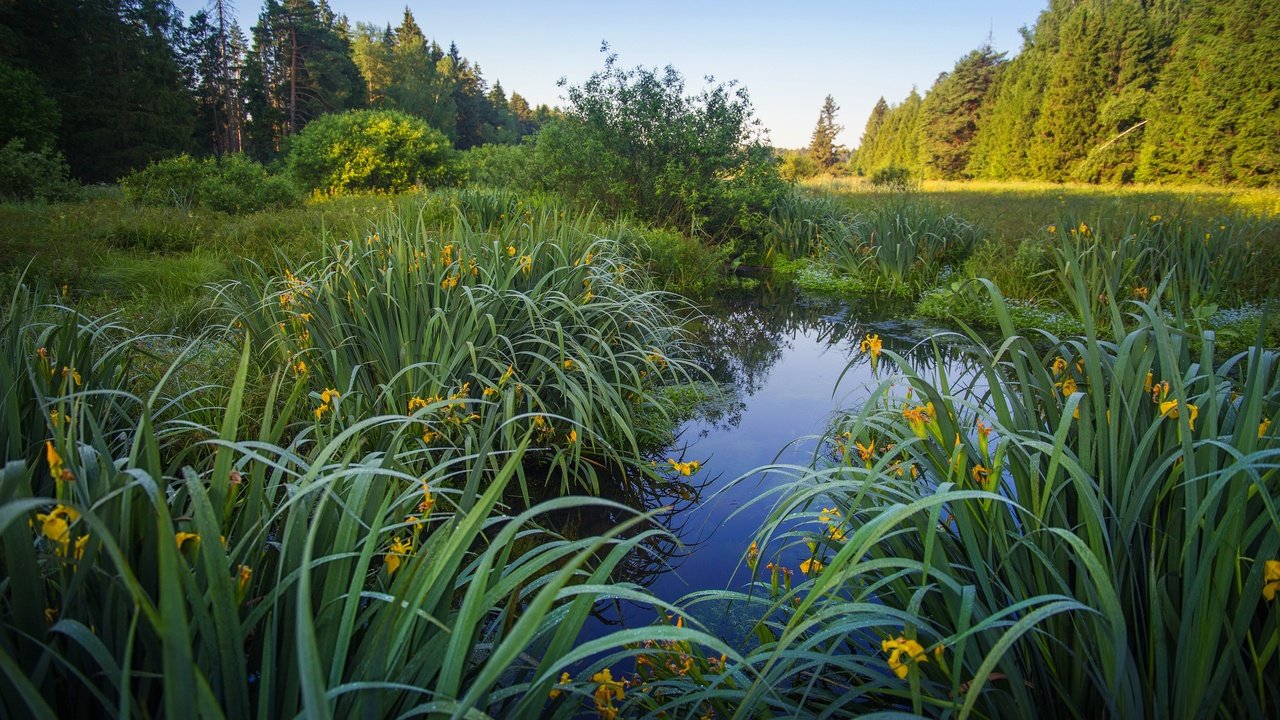 Обои цветы, трава, озеро, берег, листья, водоем, пруд, ирисы, flowers, grass, lake, shore, leaves, pond, irises разрешение 3840x2160 Загрузить