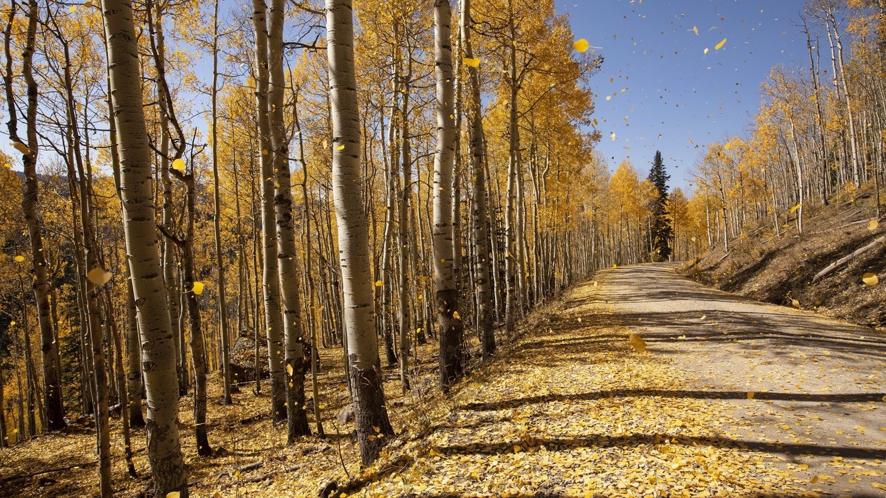 Обои деревья, осень, trees, autumn разрешение 3840x2160 Загрузить