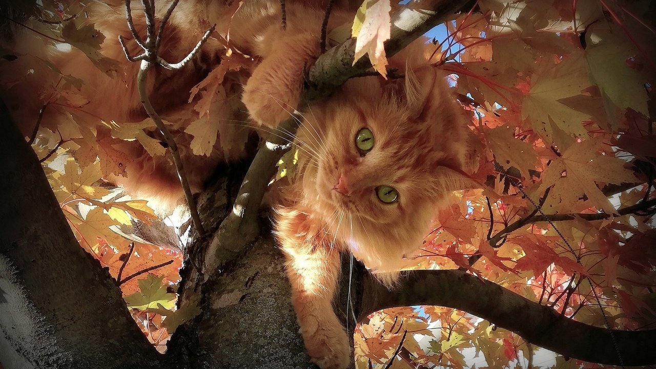 Обои зеленые глаза, листья, на дереве, кот, мордочка, ветки, взгляд, осень, пушистый, рыжий, green eyes, leaves, on the tree, cat, muzzle, branches, look, autumn, fluffy, red разрешение 2048x1365 Загрузить