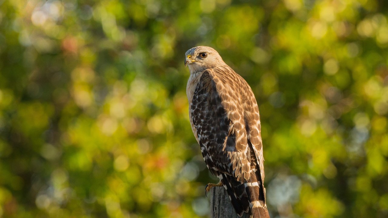 Обои фон, птица, столб, сокол, боке, хищная, background, bird, post, falcon, bokeh, predatory разрешение 3725x3077 Загрузить