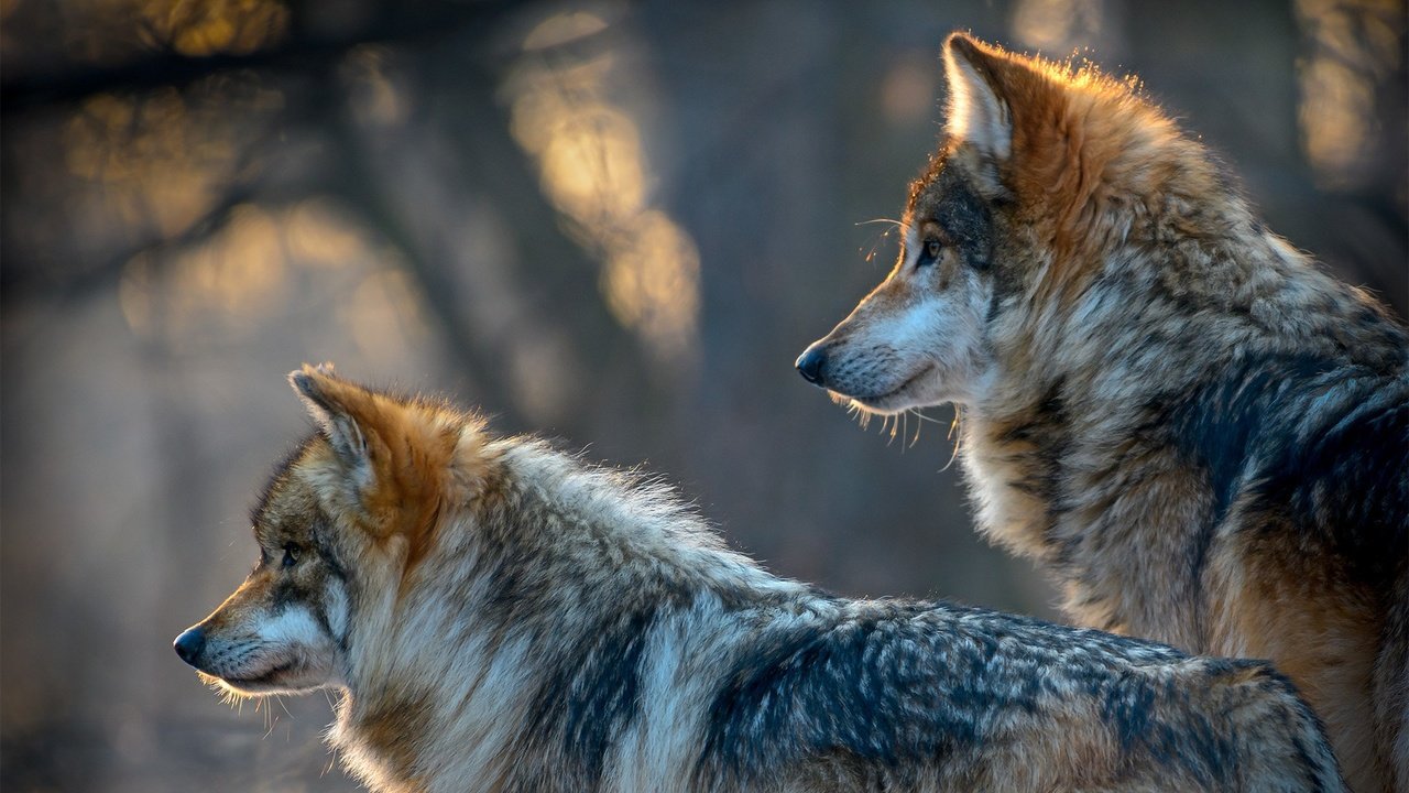 Обои хищники, волки, боке, predators, wolves, bokeh разрешение 2048x1280 Загрузить