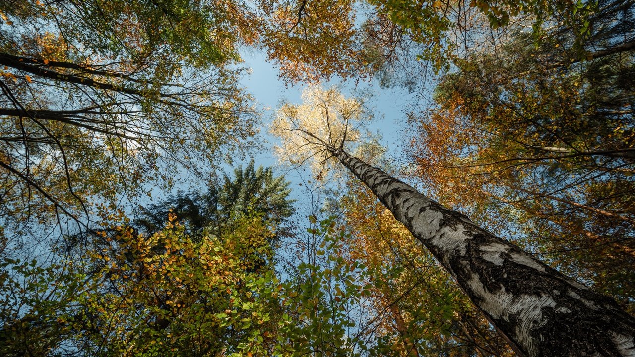 Обои небо, деревья, лес, березы, осень, кроны, вид снизу, the sky, trees, forest, birch, autumn, crown, bottom view разрешение 7143x4845 Загрузить