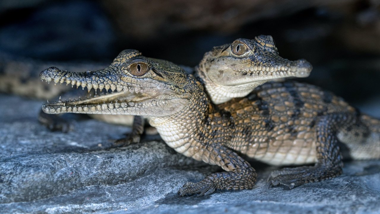 Обои пара, два, крокодил, крокодилы, детеныши, pair, two, crocodile, crocodiles, cubs разрешение 5678x3696 Загрузить