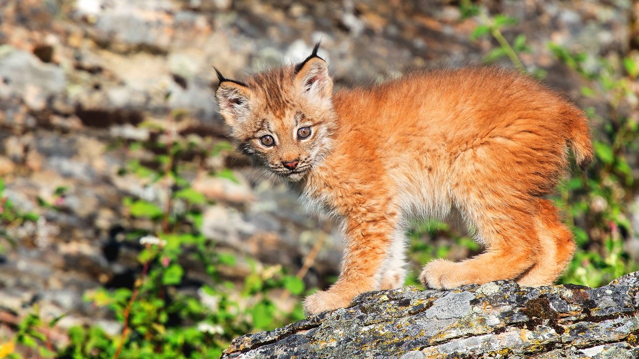 Обои природа, рысь, взгляд, малыш, детеныш, боке, рысёнок, nature, lynx, look, baby, cub, bokeh, a small lynx разрешение 3840x2560 Загрузить