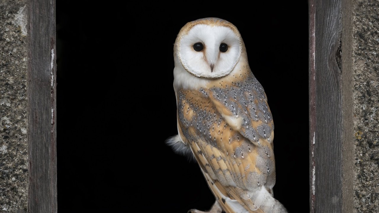 Обои сова, стена, доски, птица, черный фон, окно, отверстие, сипуха, owl, wall, board, bird, black background, window, hole, the barn owl разрешение 4096x3950 Загрузить