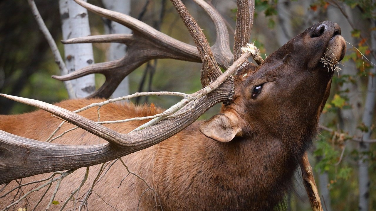 Обои ветка, олень, рога, вапити, branch, deer, horns, wapiti разрешение 2048x1365 Загрузить