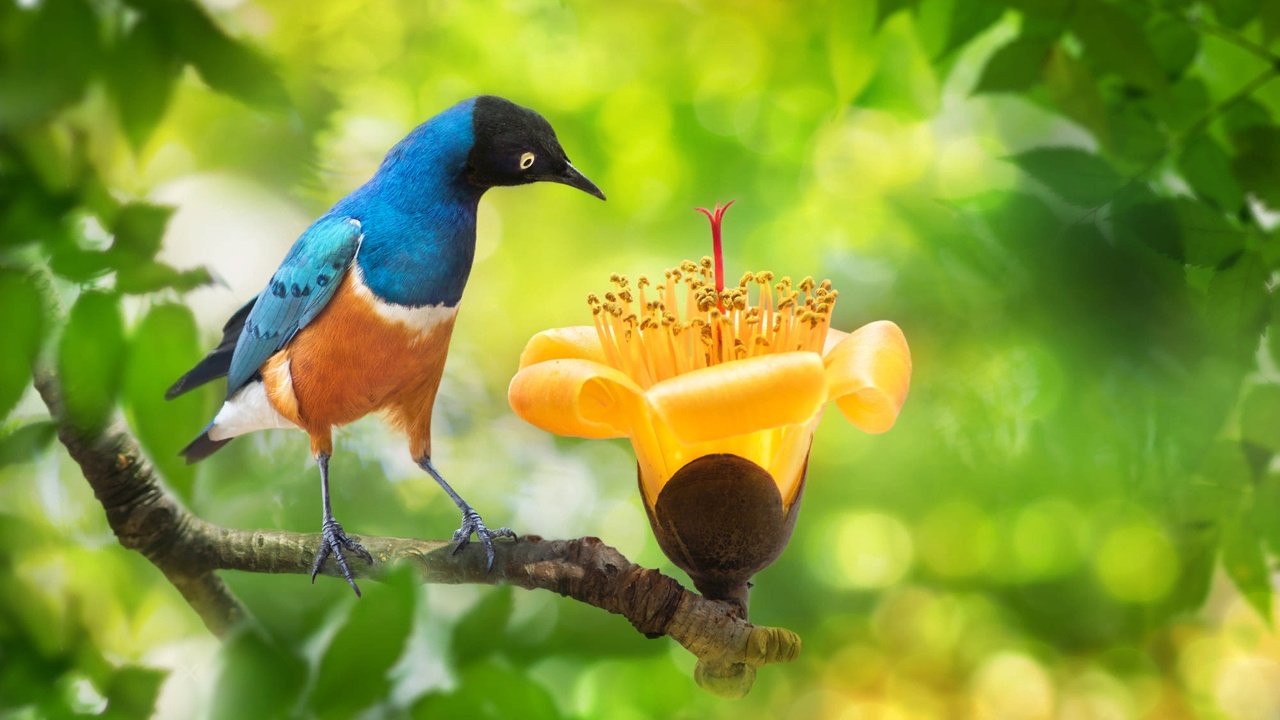 Обои ветка, fuyi chen, природа, дерево, цветок, листва, птица, тайвань, боке, branch, nature, tree, flower, foliage, bird, taiwan, bokeh разрешение 2000x1333 Загрузить