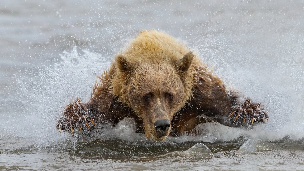 Обои вода, медведь, зверь, water, bear, beast разрешение 3840x2160 Загрузить