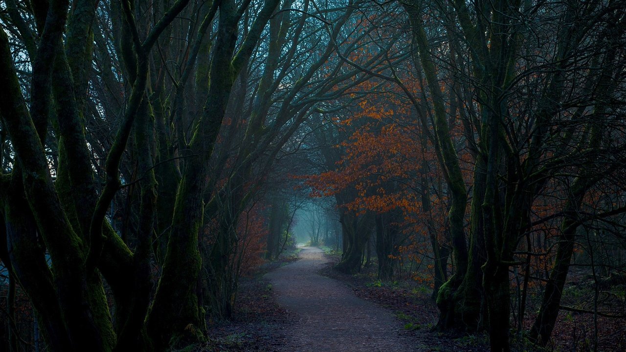 Обои деревья, природа, лес, тропинка, шотландия, trees, nature, forest, path, scotland разрешение 1920x1080 Загрузить