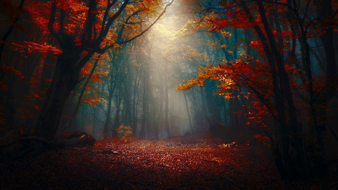 Обои лес, туман, осень, forest, fog, autumn разрешение 1920x1204 Загрузить