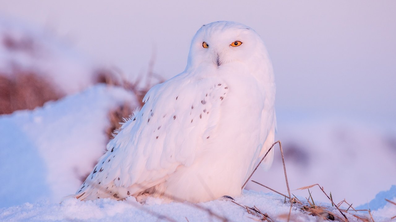 Обои сова, снег, зима, птица, клюв, перья, полярная сова, белая сова, owl, snow, winter, bird, beak, feathers, snowy owl, white owl разрешение 4272x2848 Загрузить