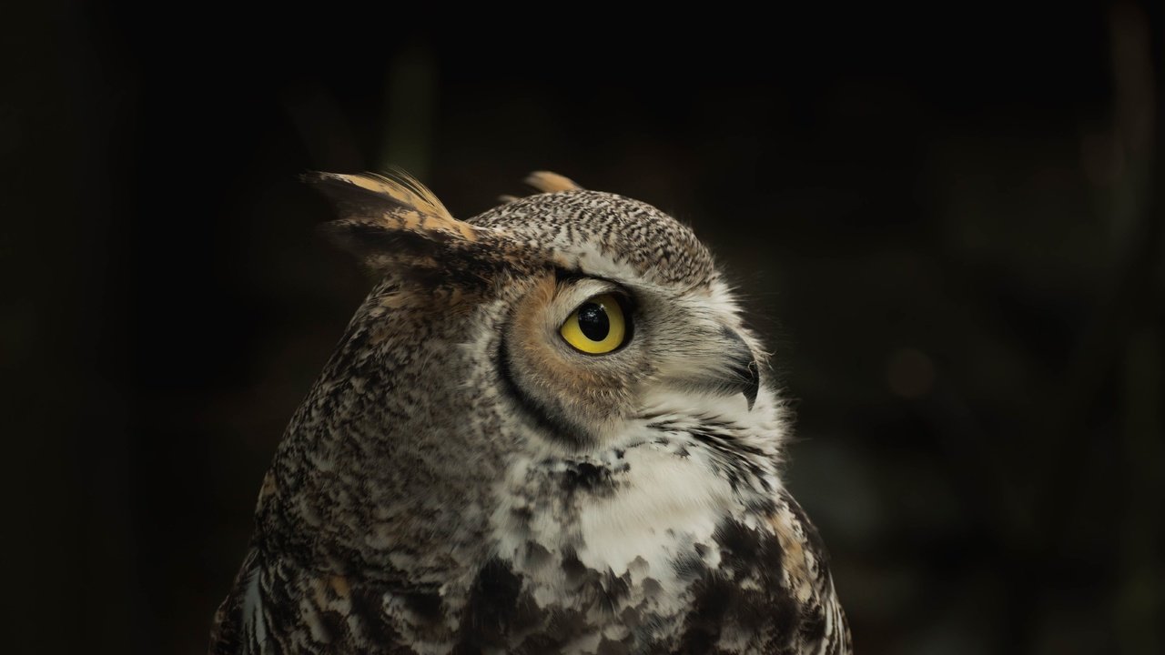 Обои сова, птица, черный фон, филин, owl, bird, black background разрешение 6000x4000 Загрузить