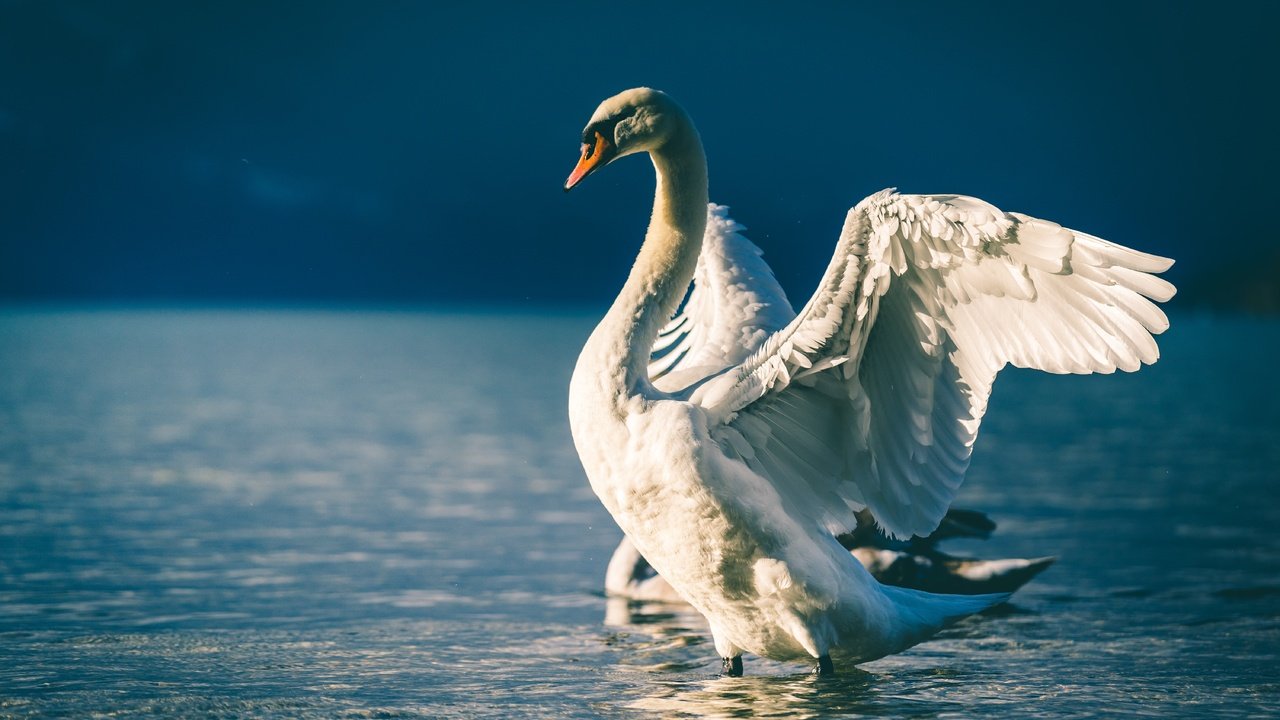 Обои свет, белый, водоем, птица, голубой фон, лебедь, белый лебедь, взмах крыльев, light, white, pond, bird, blue background, swan, white swan, flap разрешение 6000x4000 Загрузить