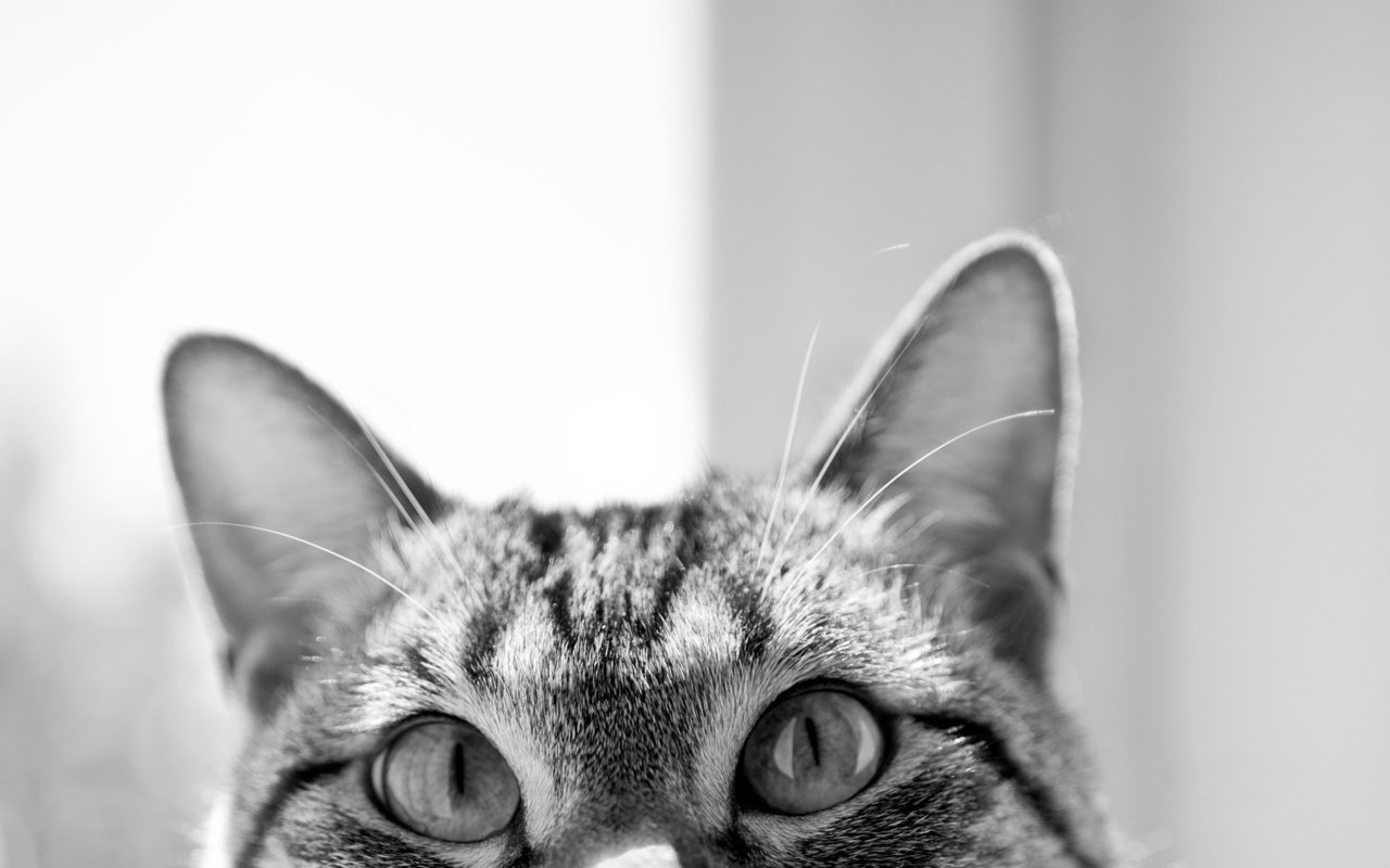 Обои глаза, кот, мордочка, чёрно-белое, уши, любопытство, eyes, cat, muzzle, black and white, ears, curiosity разрешение 1920x1200 Загрузить