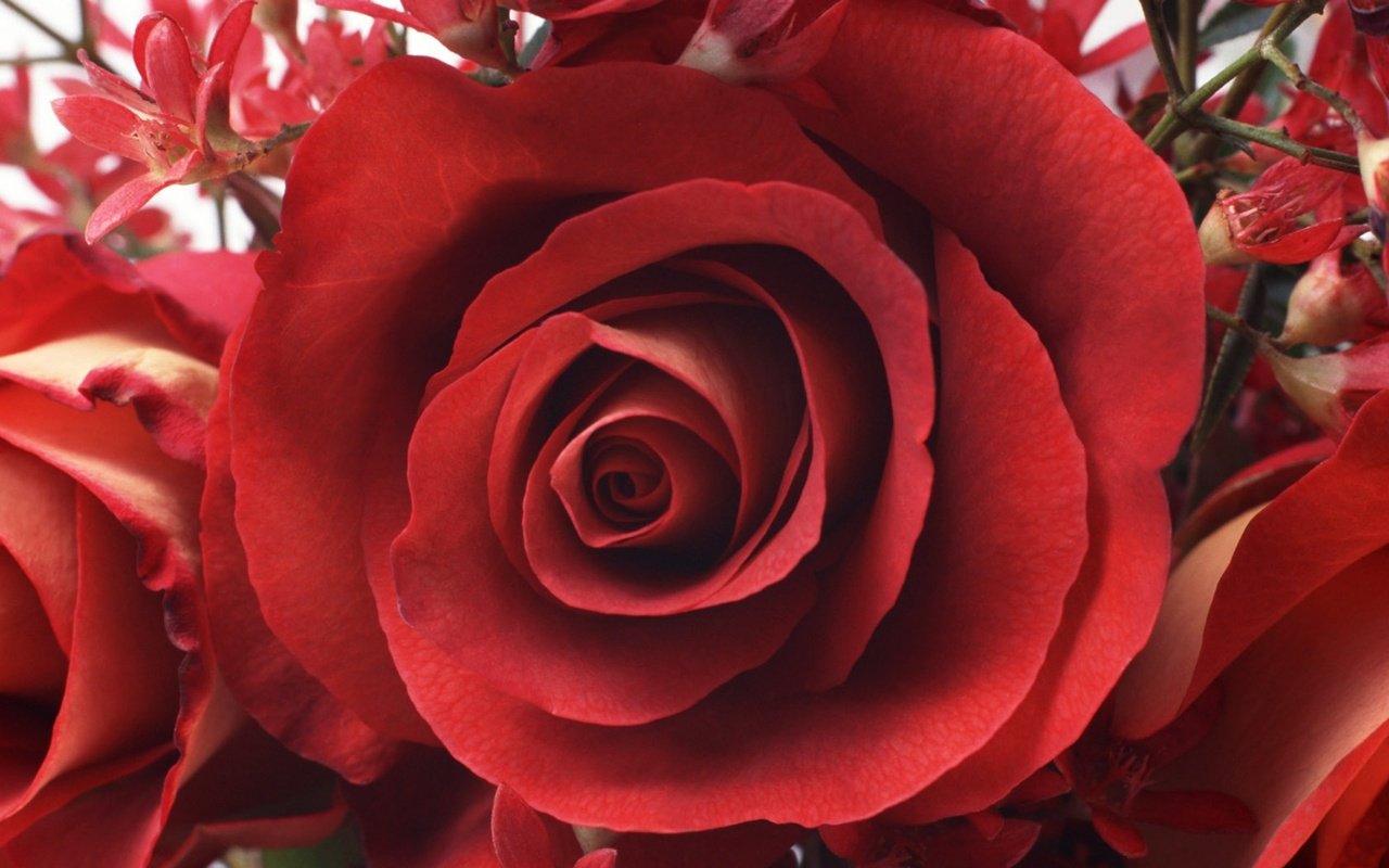 Обои цветок, роза, лепестки, красная, бутон, flower, rose, petals, red, bud разрешение 2560x1600 Загрузить