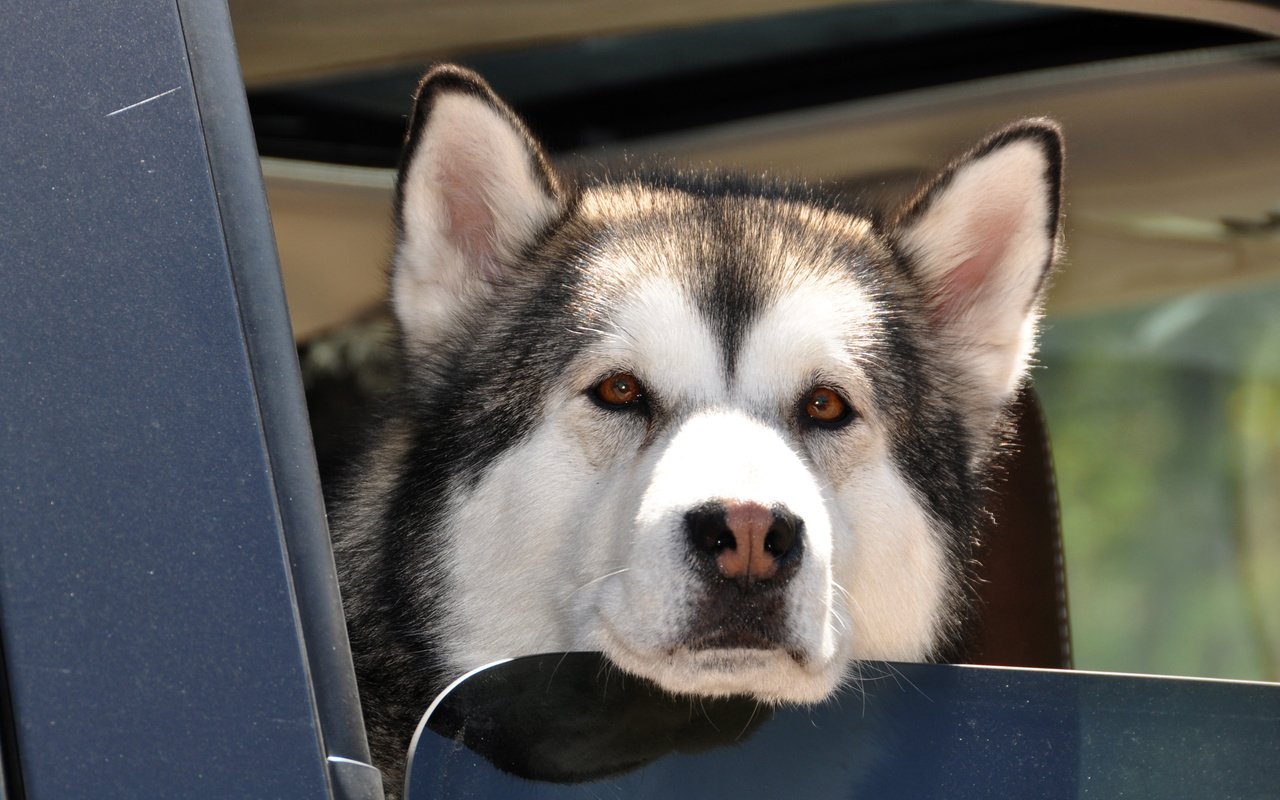 Обои хаски, пес, карие глаза, влажный нос, аляскинский маламут, husky, dog, brown eyes, wet nose, alaskan malamute разрешение 3547x2356 Загрузить