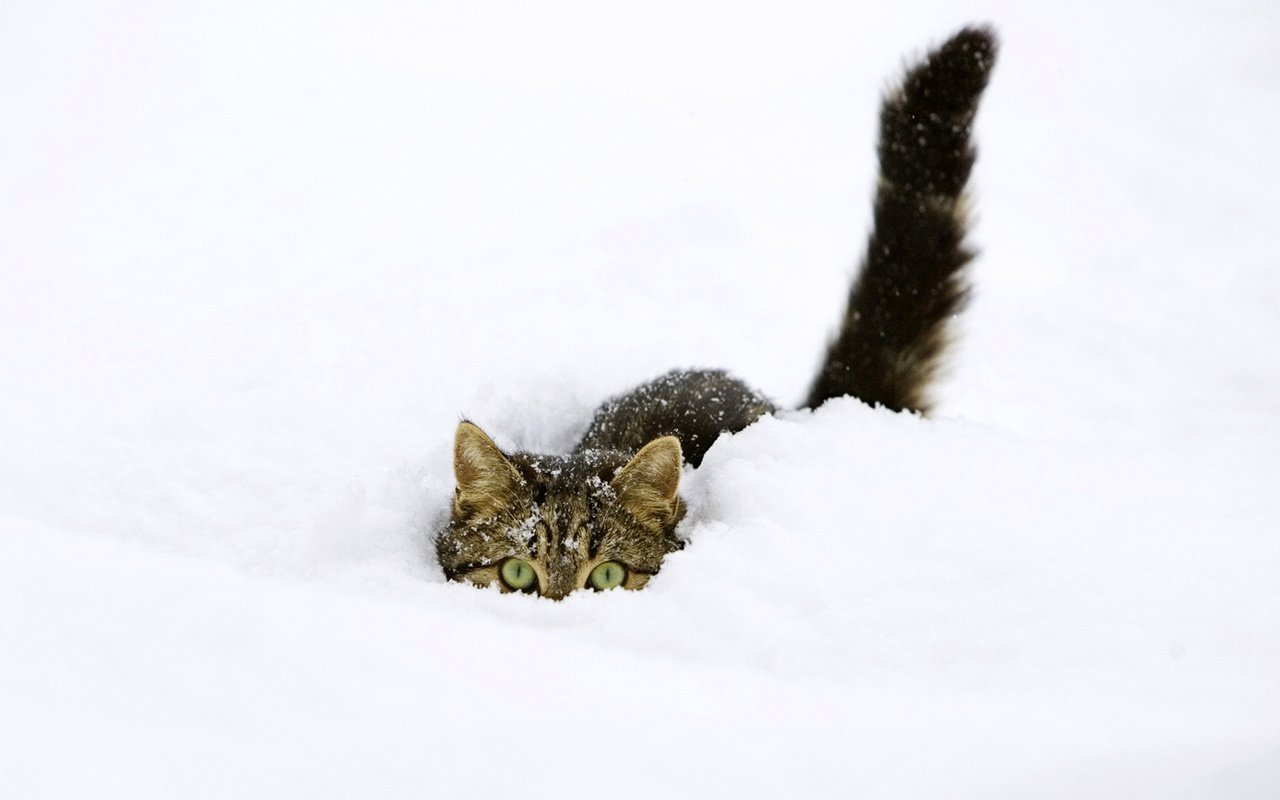 Обои снег, зима, кот, прячется, snow, winter, cat, hiding разрешение 1920x1200 Загрузить