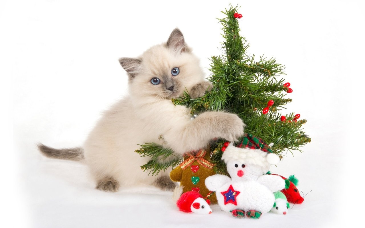 Обои новый год, игрушки, елка, голубые глаза, мордочка, лапки, кошка, ёлочка, взгляд, подарки, котенок, снеговик, new year, toys, tree, blue eyes, muzzle, legs, cat, herringbone, look, gifts, kitty, snowman разрешение 1920x1200 Загрузить