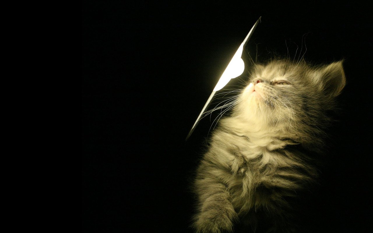 Обои свет, лампа, котенок, light, lamp, kitty разрешение 1920x1200 Загрузить