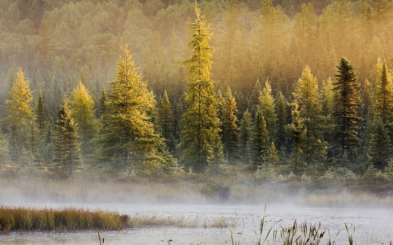 Обои деревья, природа, лес, туман, водоем, дымка, местность, trees, nature, forest, fog, pond, haze, the area разрешение 1920x1080 Загрузить