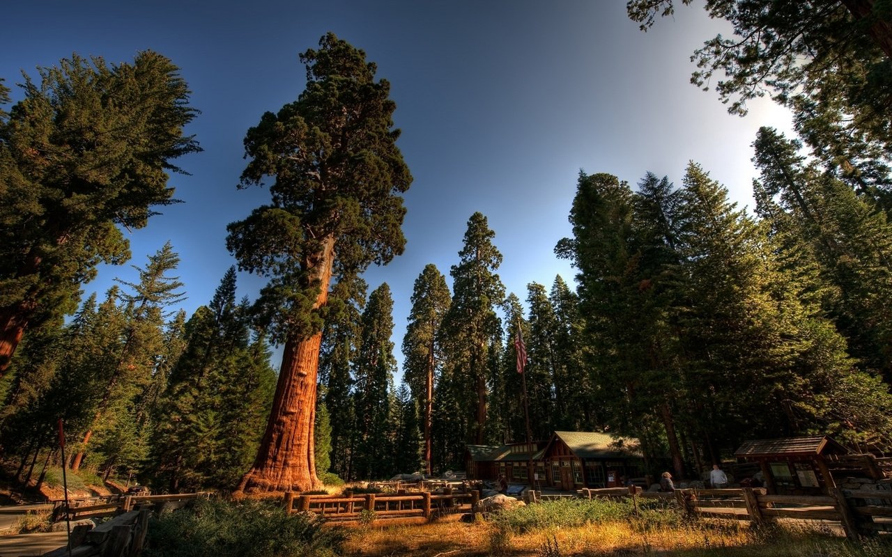 Обои деревья, лес, стволы, домики, калифорния, sequoia national park, секвойи, секвойя, национальный парк секвойя, турбаза, trees, forest, trunks, houses, ca, sequoia разрешение 1920x1080 Загрузить