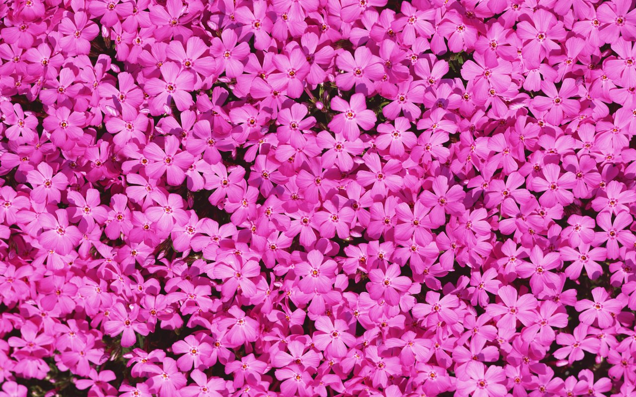 Обои цветы, лепестки, розовые, флоксы, flowers, petals, pink, phlox разрешение 2560x1920 Загрузить