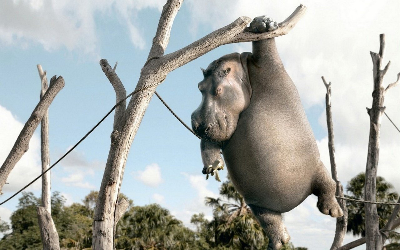 Обои бегемот, hippo разрешение 1920x1200 Загрузить