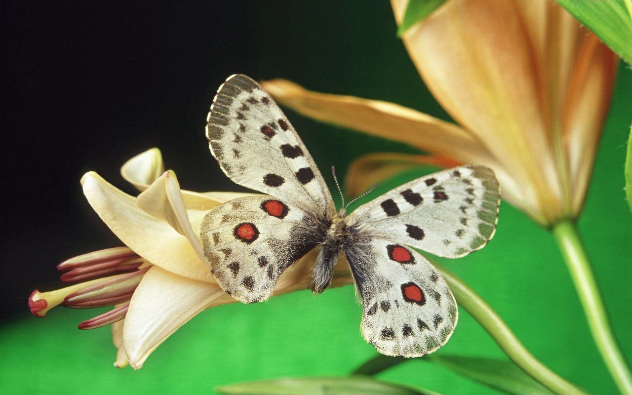 Обои бабочка, butterfly разрешение 1920x1440 Загрузить