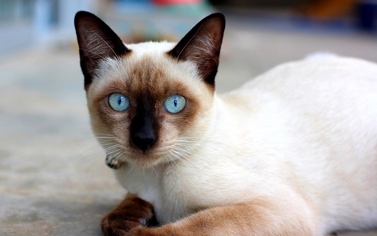 Обои кошка, сиамская, голубоглазая, сиамская кошечка, cat, siamese, blue-eyed, siamese cat разрешение 1920x1200 Загрузить