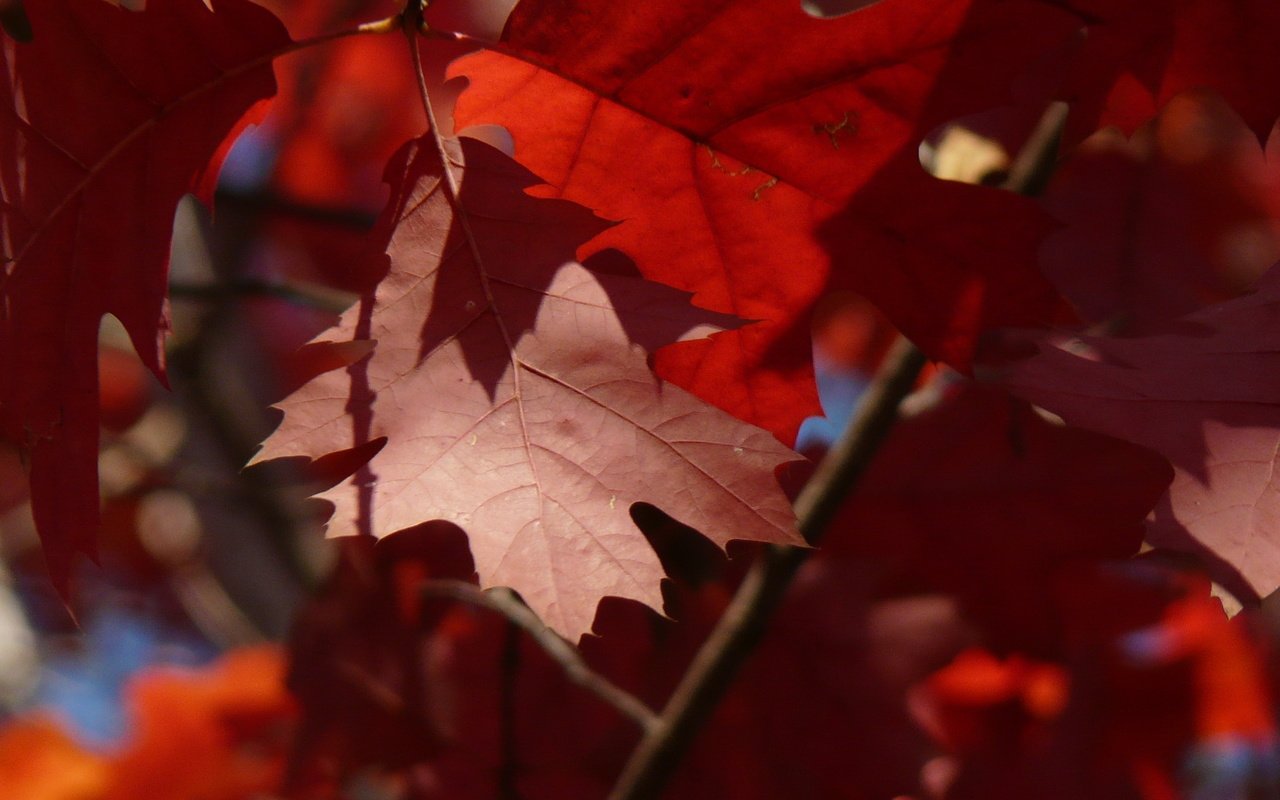Обои листья, макро, ветки, осень, красные, клен, leaves, macro, branches, autumn, red, maple разрешение 2560x1600 Загрузить