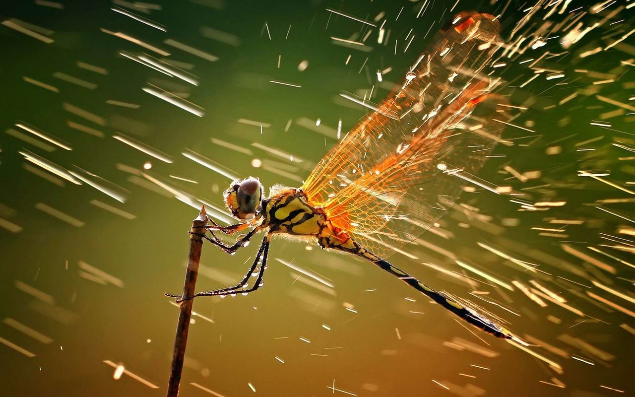 Обои насекомое, крылья, брызги, стрекоза, капли дождя, insect, wings, squirt, dragonfly, raindrops разрешение 1920x1200 Загрузить