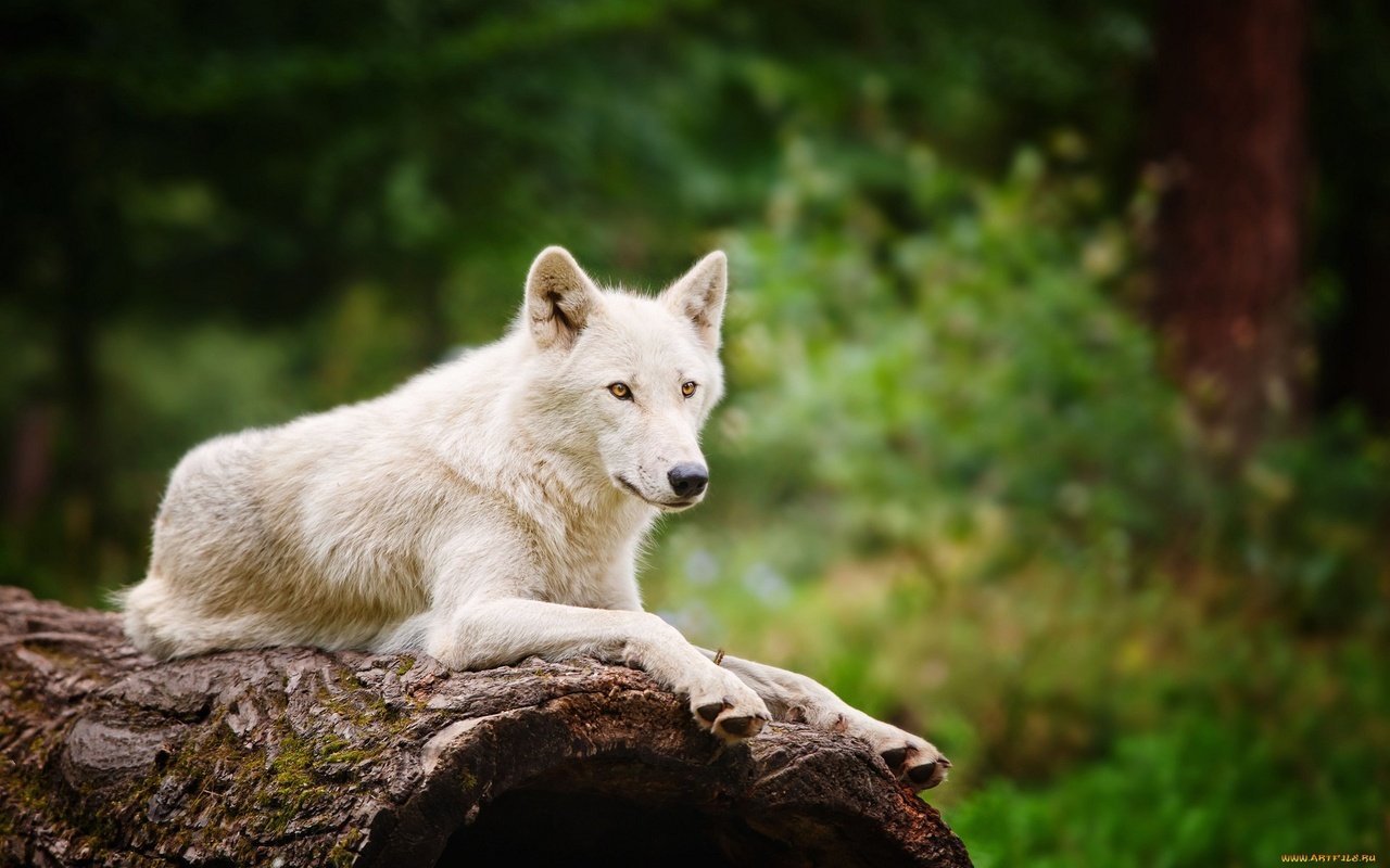 Обои природа, лес, белый, размытость, хищник, волк, nature, forest, white, blur, predator, wolf разрешение 1920x1200 Загрузить