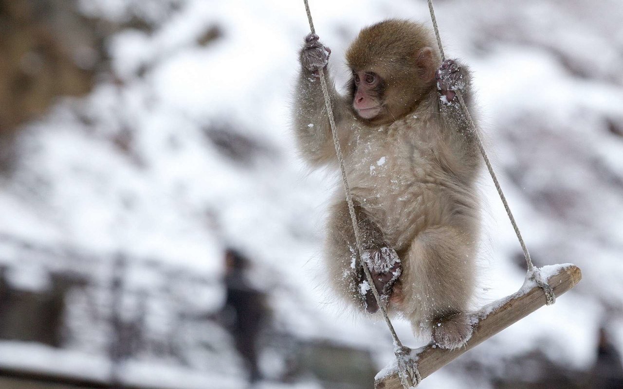 Обои обезьяна, качели, обезьянка, снежная, японская макака, monkey, swing, snow, japanese macaque разрешение 1920x1200 Загрузить
