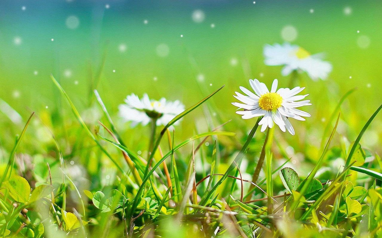 Обои цветы, трава, природа, ромашки, белые, боке, flowers, grass, nature, chamomile, white, bokeh разрешение 1920x1200 Загрузить