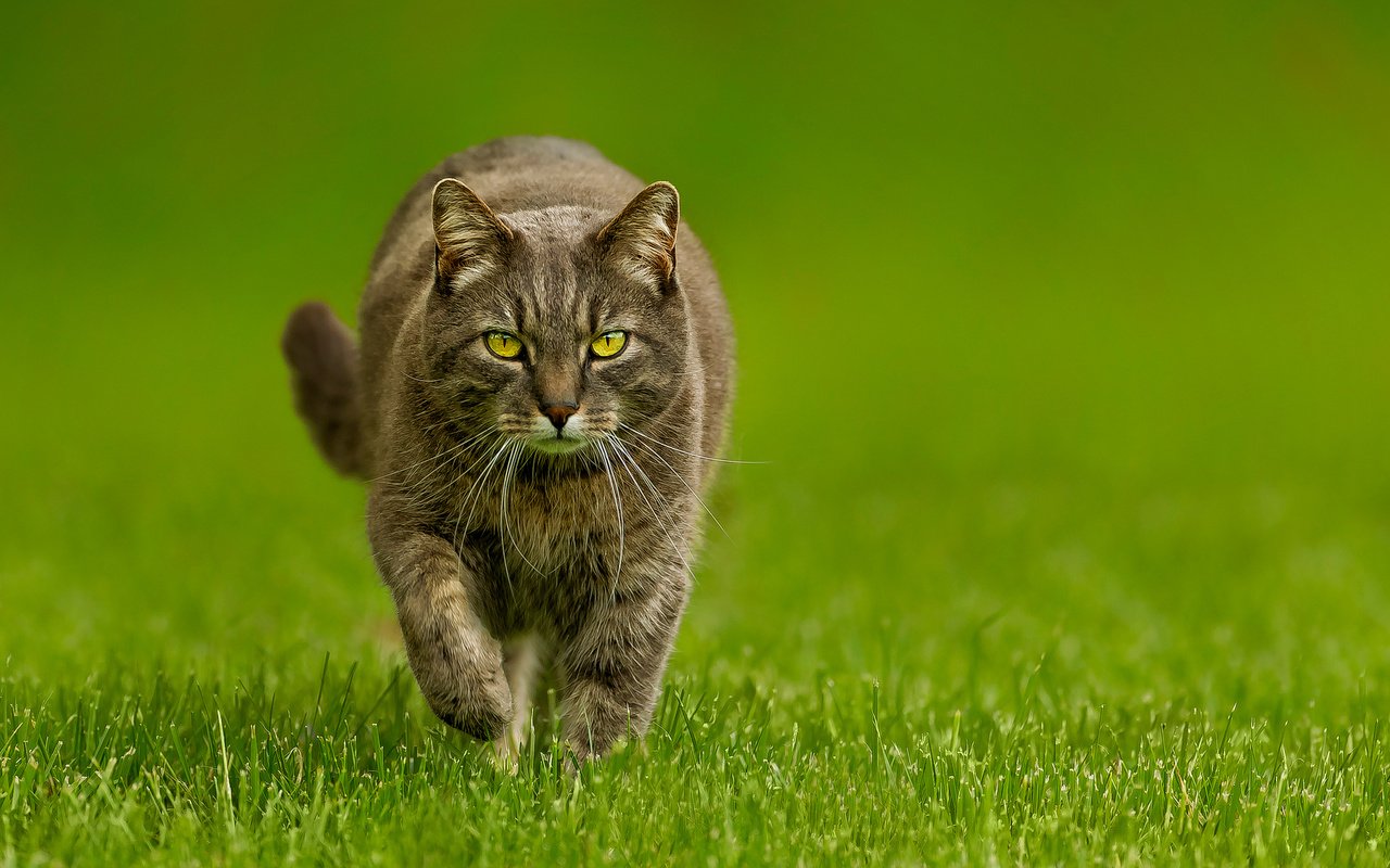 Обои трава, зелёный, фон, кот, мордочка, кошка, взгляд, лапки, grass, green, background, cat, muzzle, look, legs разрешение 1920x1200 Загрузить