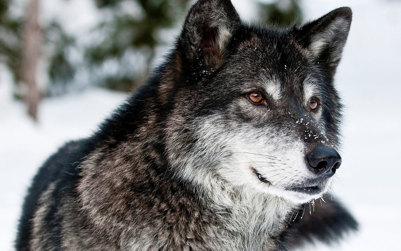 Обои глаза, морда, снег, зима, взгляд, хищник, волк, eyes, face, snow, winter, look, predator, wolf разрешение 2560x1600 Загрузить