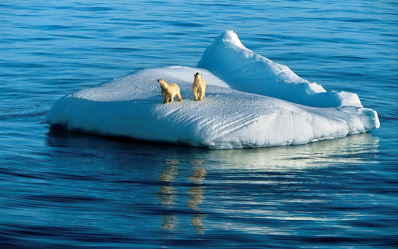 Обои океан, белые, медведи, льдина, арктика, the ocean, white, bears, floe, arctic разрешение 1920x1280 Загрузить