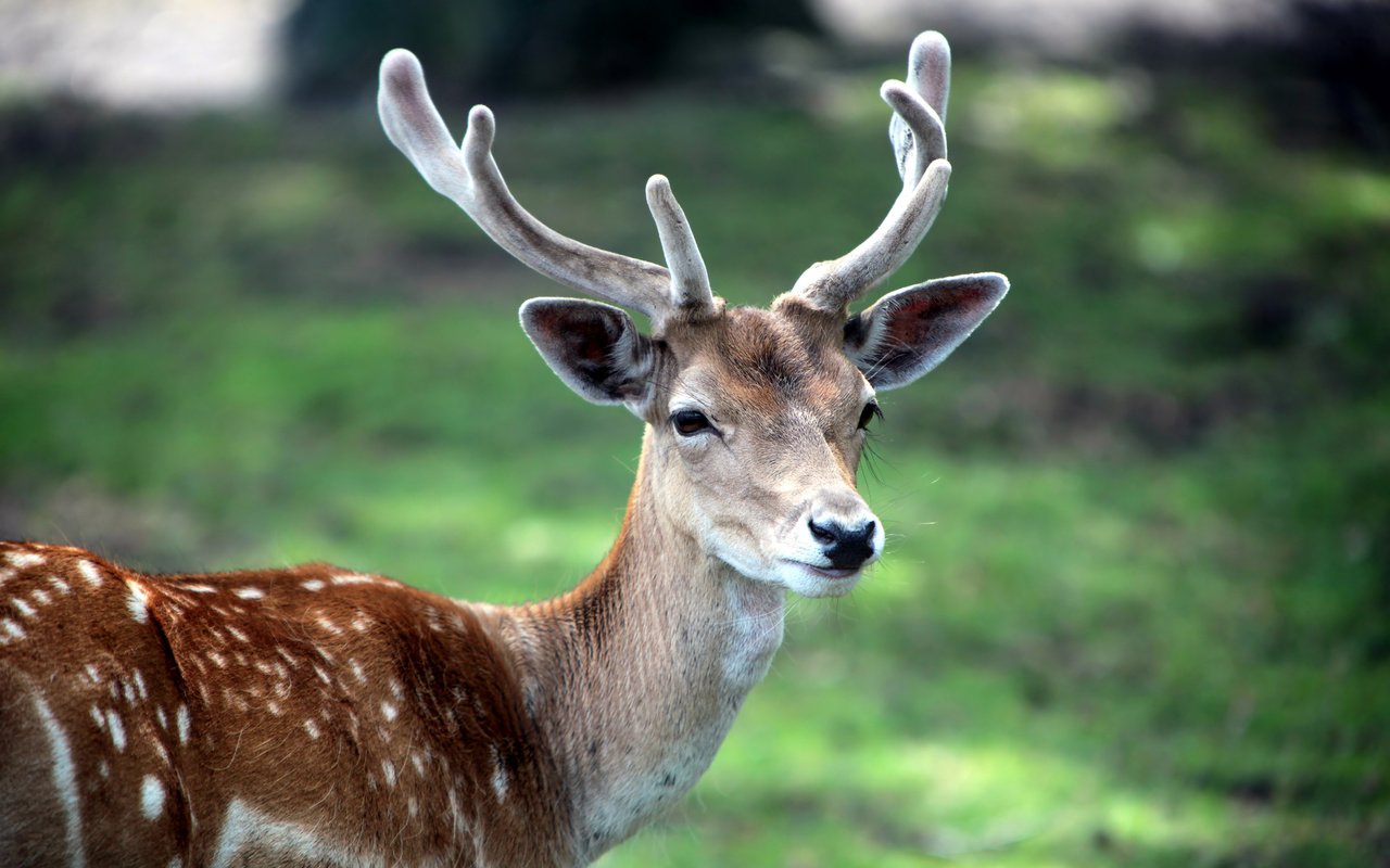 Обои трава, олень, животное, рога, пятнистый, пятнистый олень, grass, deer, animal, horns, spotted разрешение 2560x1600 Загрузить