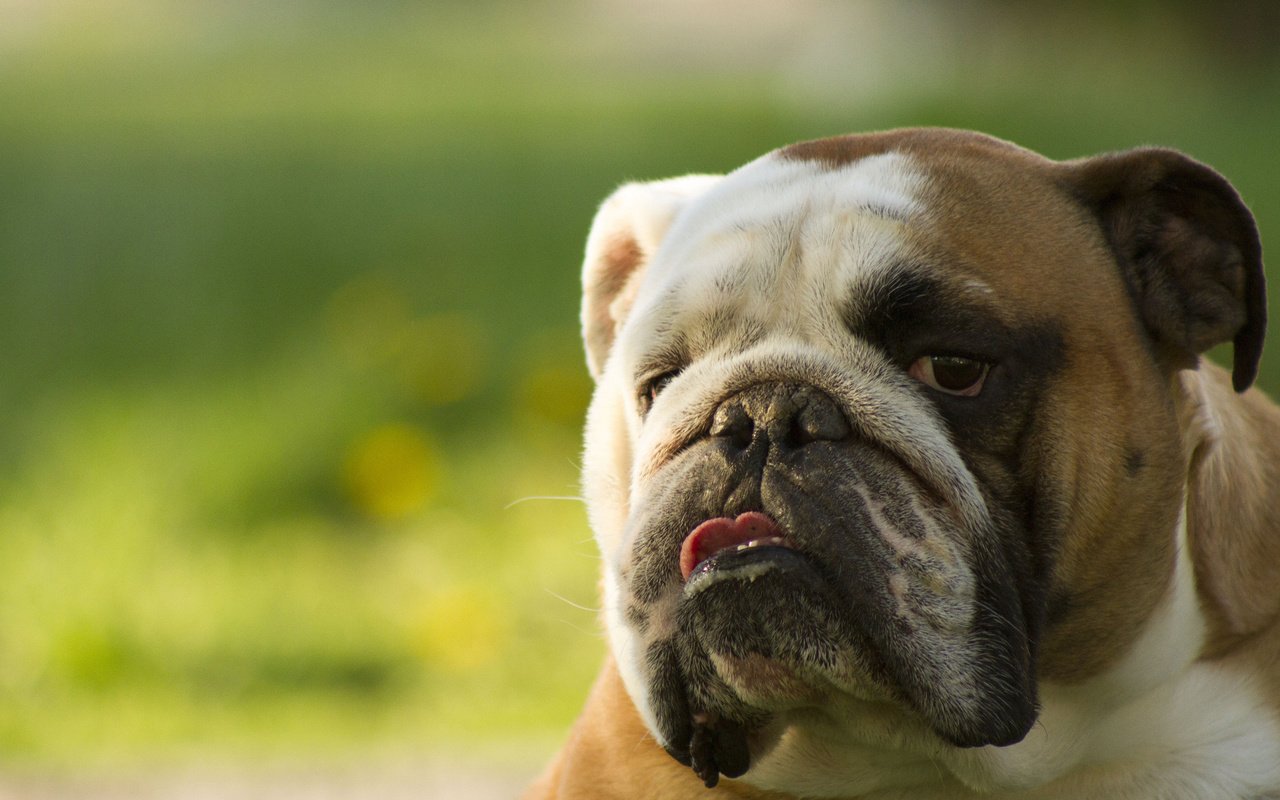 Обои морда, взгляд, собака, язык, английский бульдог, face, look, dog, language, english bulldog разрешение 2048x1365 Загрузить