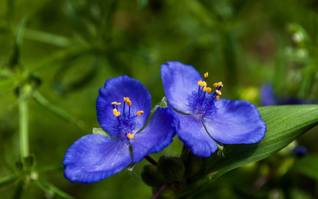 Обои цветы, синие цветы, традесканции, flowers, blue flowers, spiderwort разрешение 2048x1371 Загрузить