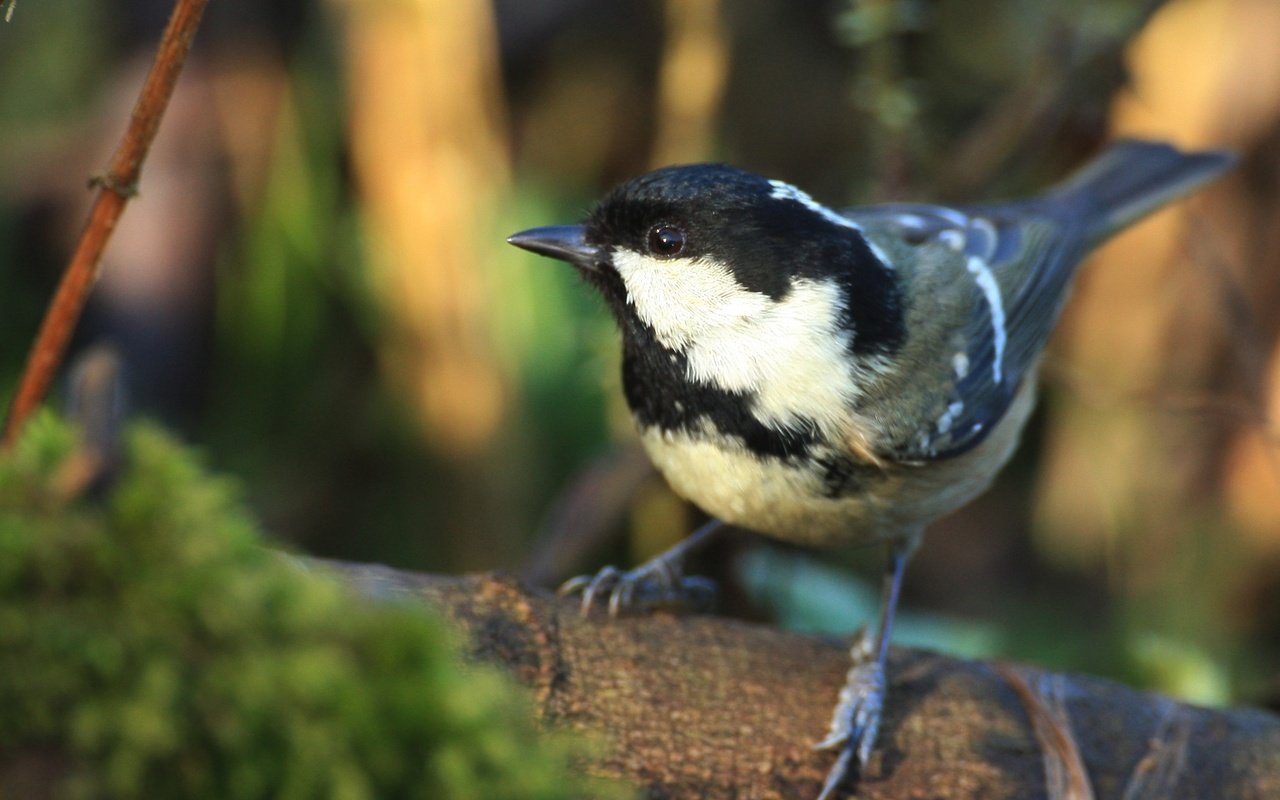 Обои природа, птица, клюв, птичка, синица, синичка, nature, bird, beak, tit, titmouse разрешение 2100x1432 Загрузить