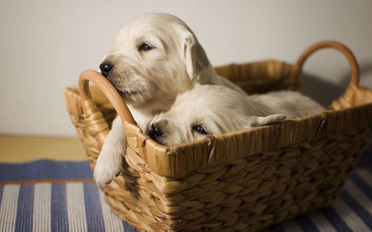 Обои щенки, малыши, лабрадор, корзинка, собаки, мордочки, puppies, kids, labrador, basket, dogs, faces разрешение 2200x1463 Загрузить