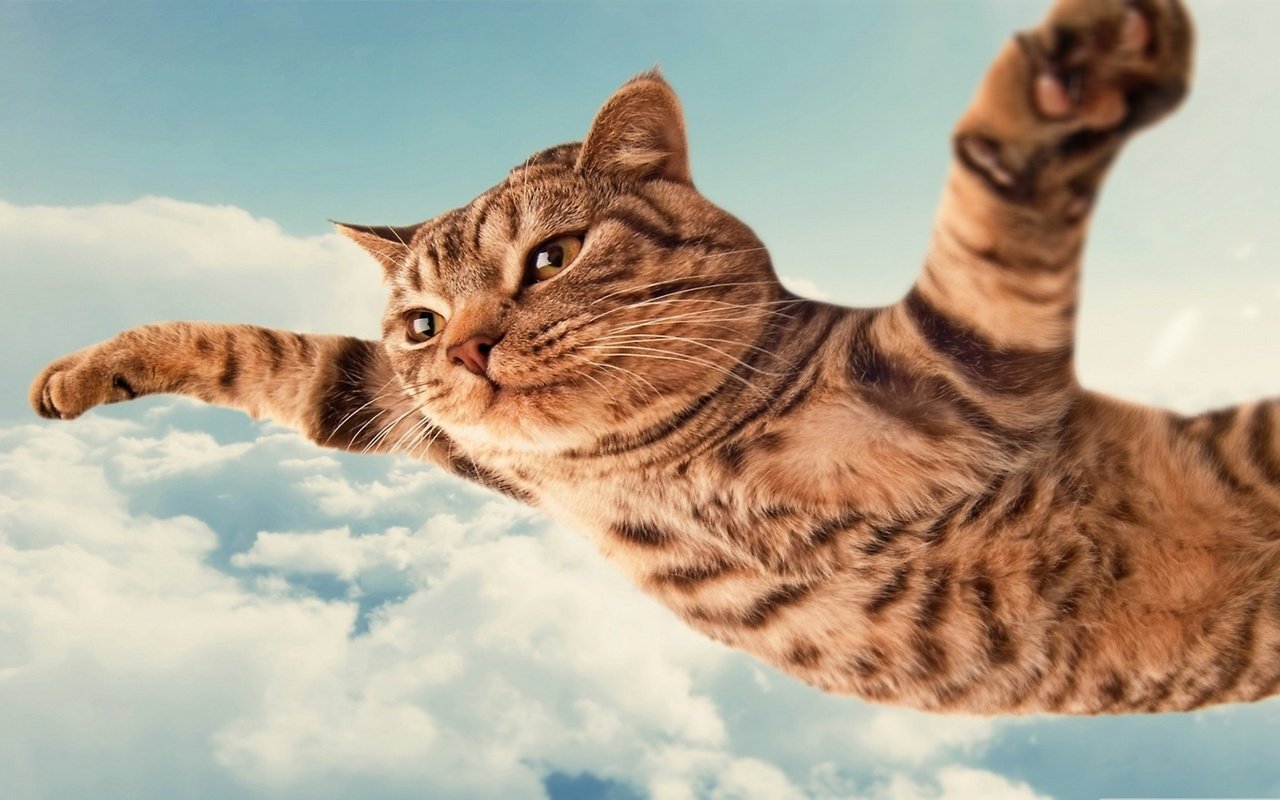 Обои летящий кот, flying cat разрешение 2560x1440 Загрузить